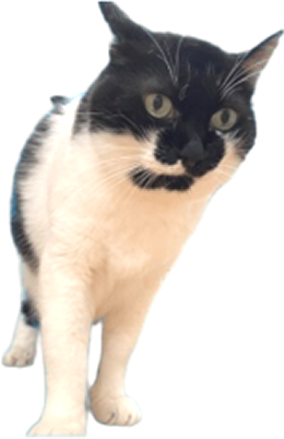 バットニャンについて